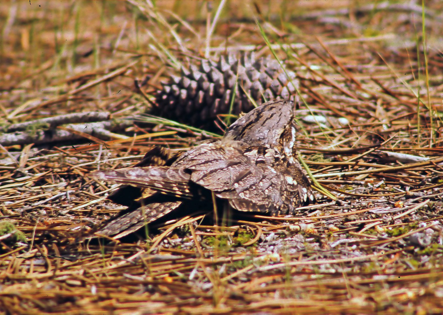 Caprimulgidae 060206 0001 scaled