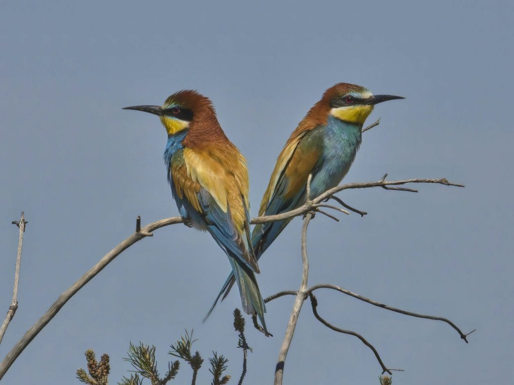 aves de lastras