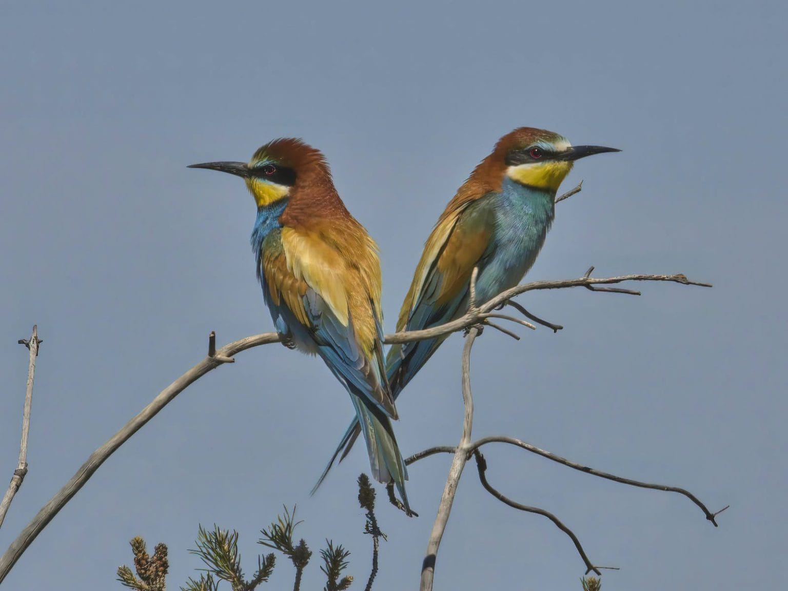 aves de lastras