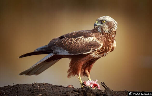 aves lagunas lastras hontalbilla 1