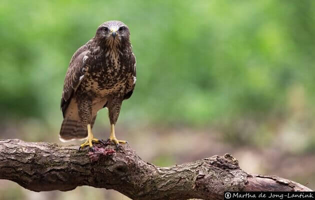 aves lagunas lastras hontalbilla 3