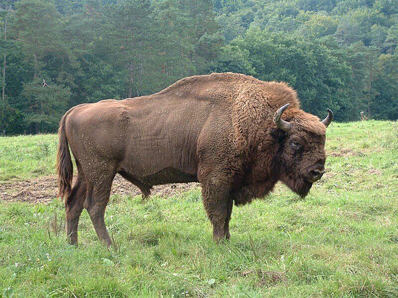 5 bisontes llegan a los porretales