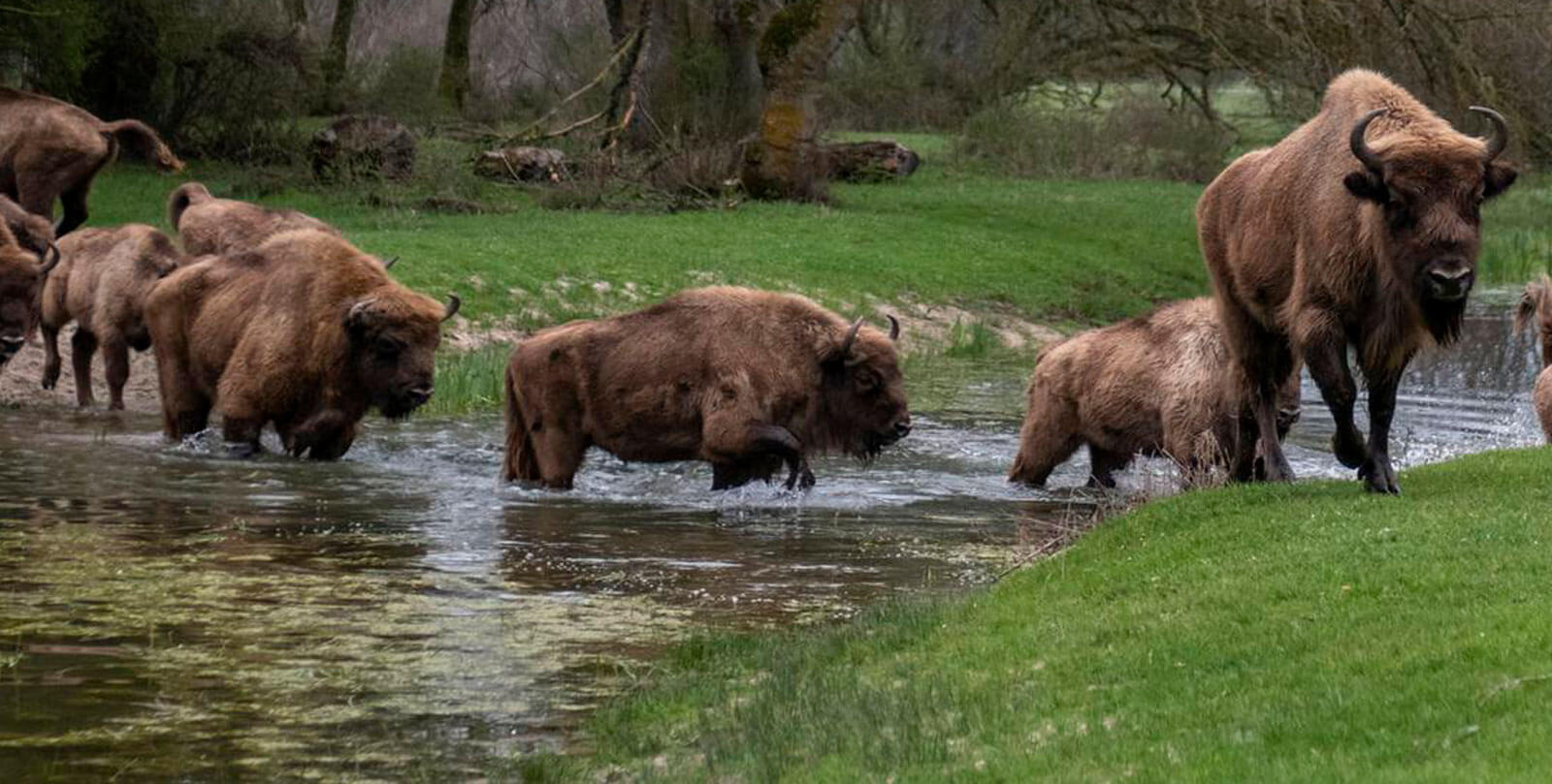 bisontes lastras porretales
