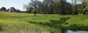 porretales